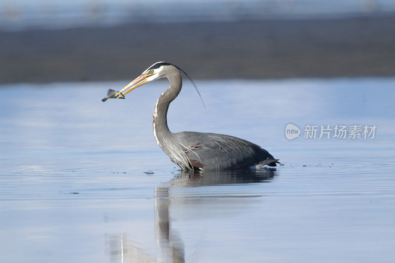 大蓝鹭- Ardea herodias